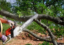 Trusted Union, MS Tree Care Experts