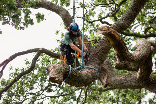 Best Arborist Consultation Services  in Union, MS