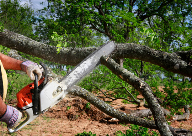 Lawn Renovation and Restoration in Union, MS