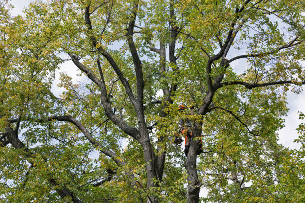 Reliable Union, MS Tree Care Solutions